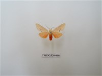 藏品(人紋污燈蛾)的圖片